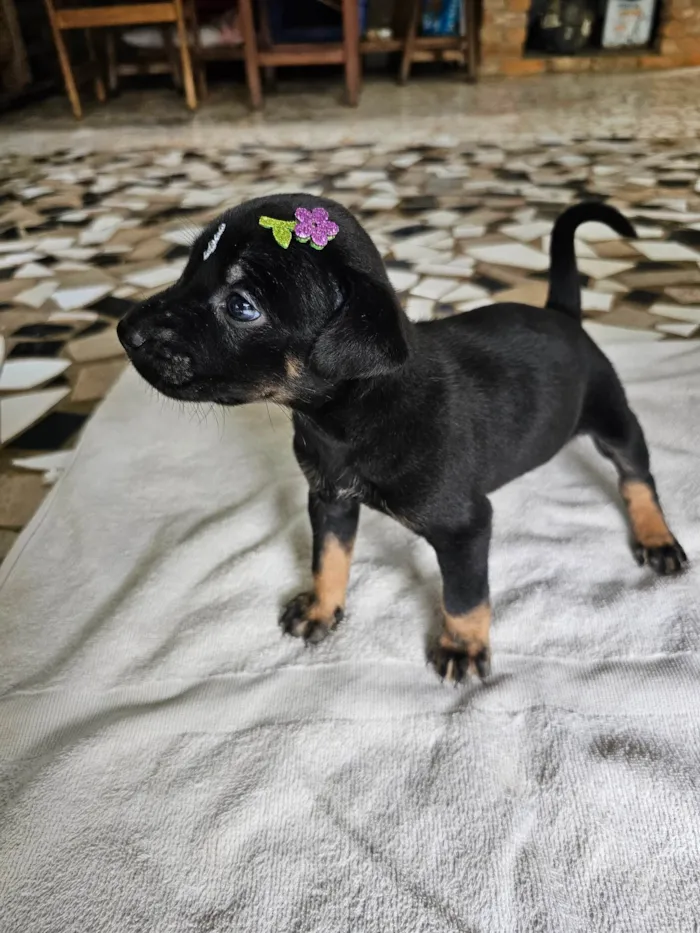 Cachorro ra a SRD-ViraLata idade Abaixo de 2 meses nome Valentina