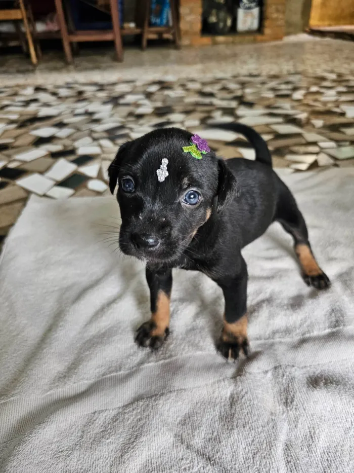 Cachorro ra a SRD-ViraLata idade Abaixo de 2 meses nome Valentina