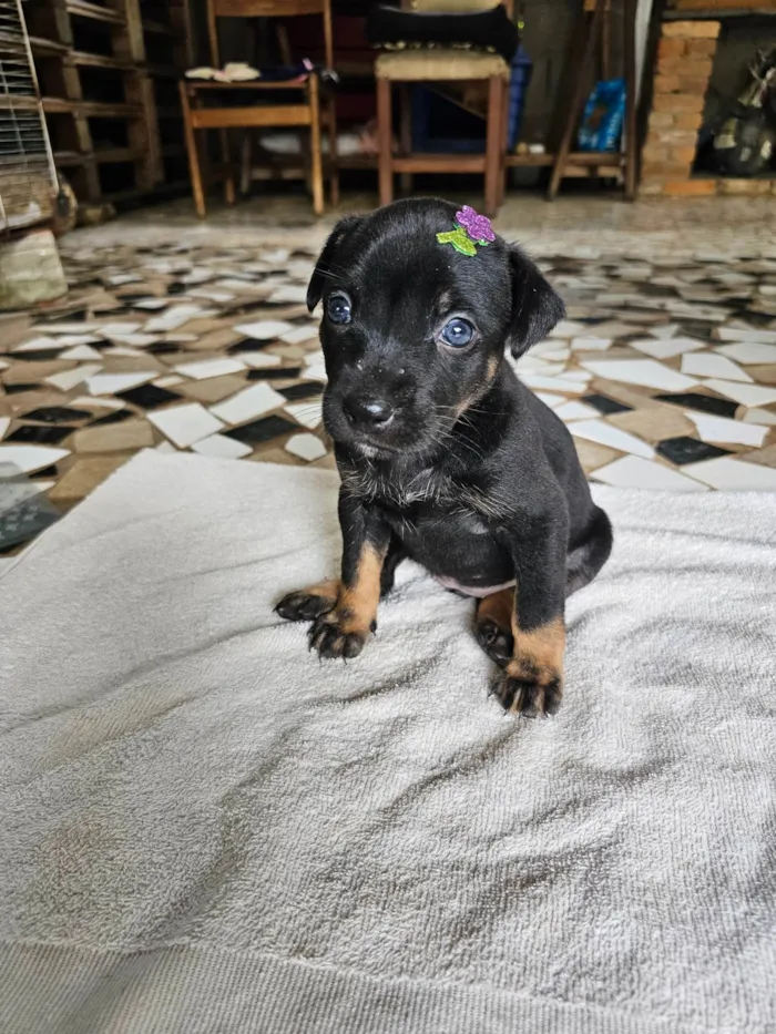 Cachorro ra a SRD-ViraLata idade Abaixo de 2 meses nome Valentina