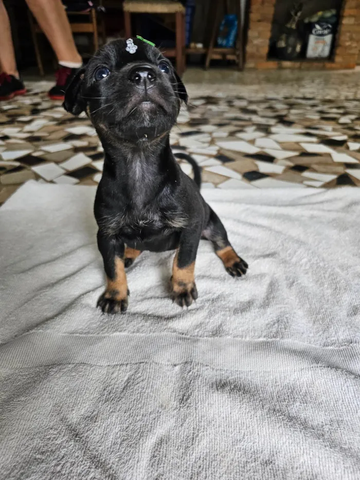 Cachorro ra a SRD-ViraLata idade Abaixo de 2 meses nome Valentina