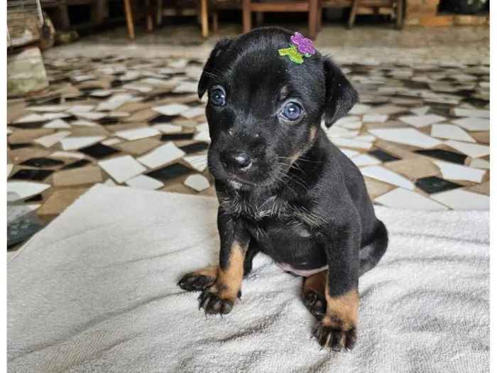 Cachorro ra a SRD-ViraLata idade Abaixo de 2 meses nome Valentina