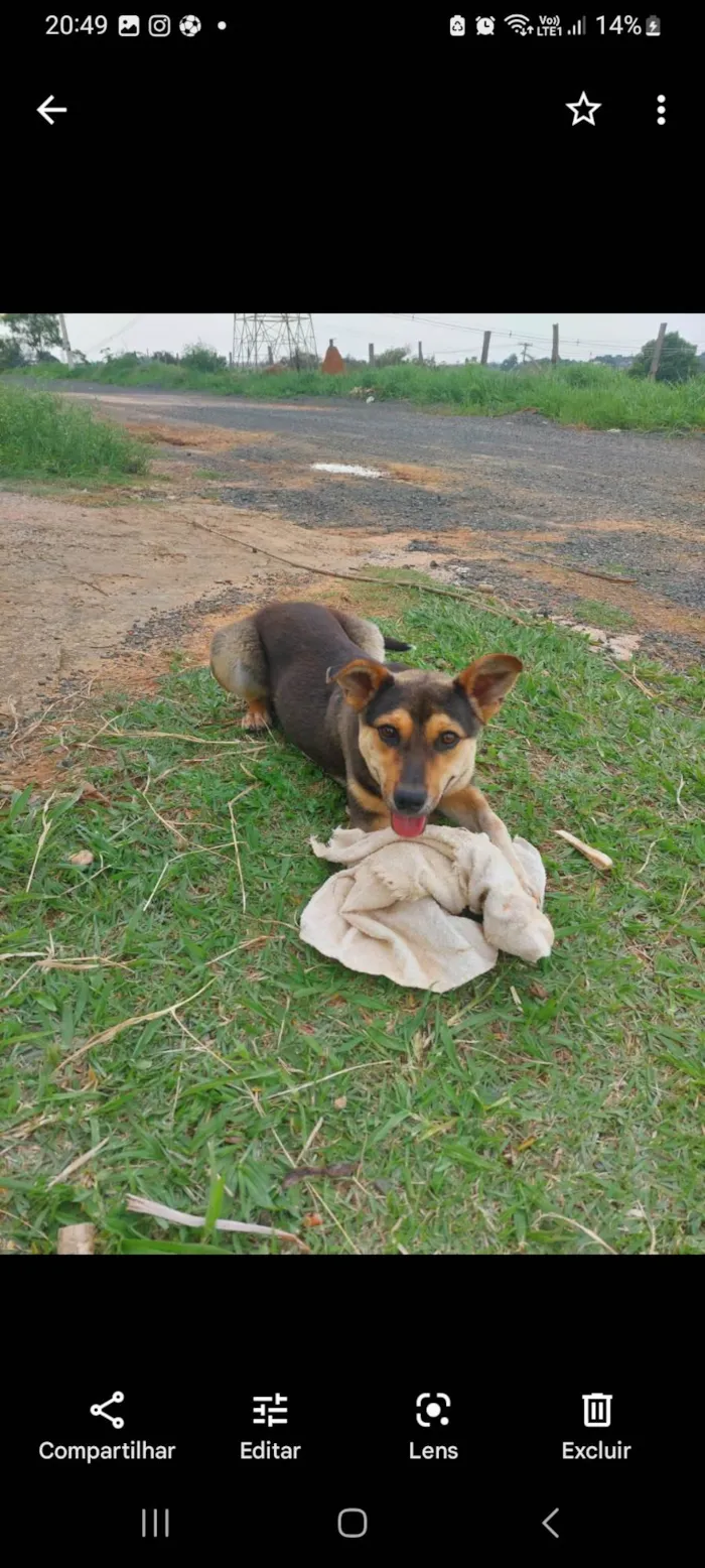 Cachorro ra a SRD-ViraLata idade 2 anos nome scooby