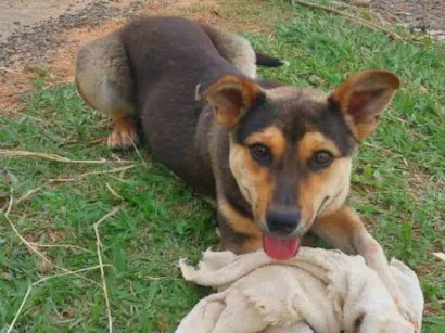 Cachorro raça SRD-ViraLata idade 7 a 11 meses nome Arthur