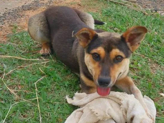 Cachorro ra a SRD-ViraLata idade 7 a 11 meses nome Arthur