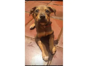 Cachorro raça SRD-ViraLata idade 2 a 6 meses nome Dudu
