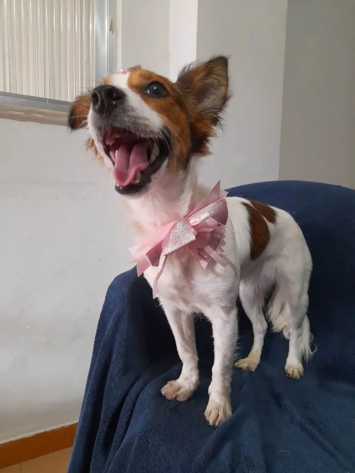 Cachorro ra a SRD-ViraLata idade 1 ano nome Natasha