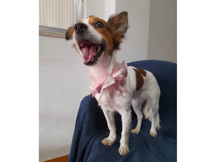 Cachorro ra a SRD-ViraLata idade 1 ano nome Natasha