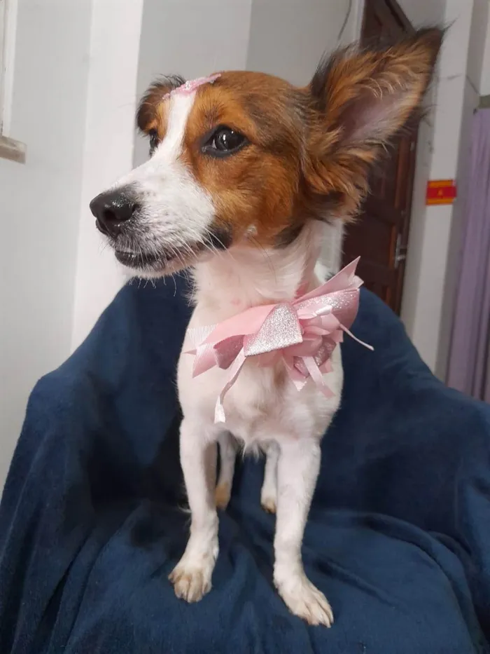 Cachorro ra a SRD-ViraLata idade 1 ano nome Natasha