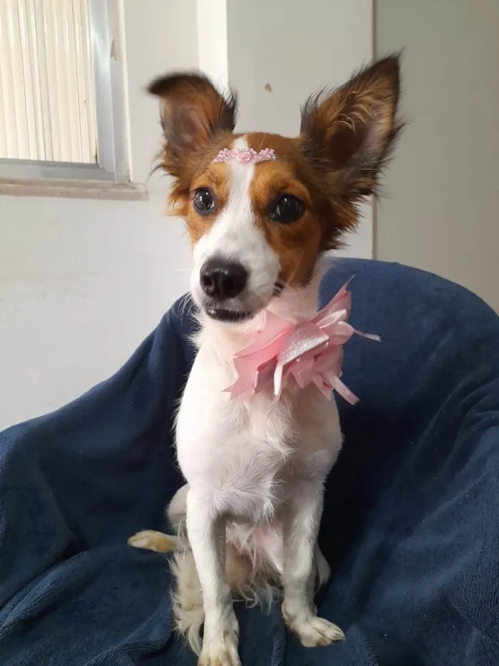 Cachorro ra a SRD-ViraLata idade 1 ano nome Natasha