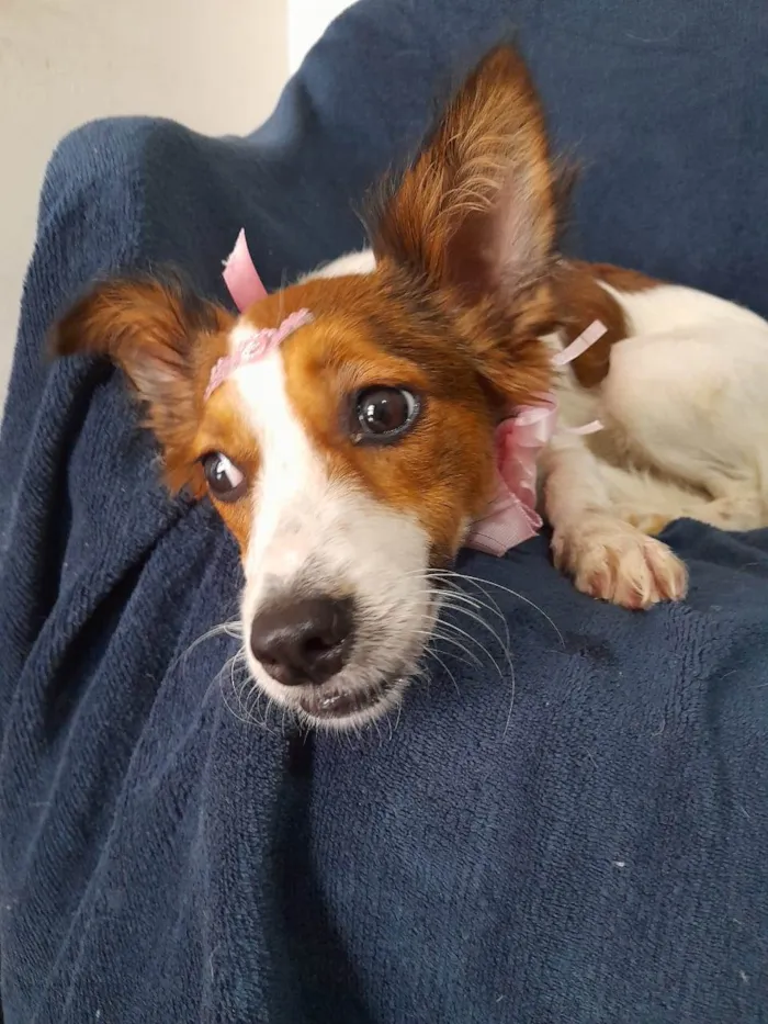 Cachorro ra a SRD-ViraLata idade 1 ano nome Natasha