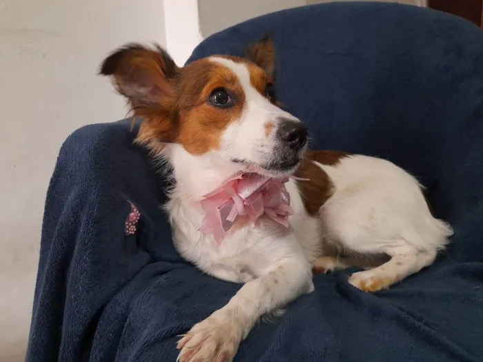 Cachorro ra a SRD-ViraLata idade 1 ano nome Natasha