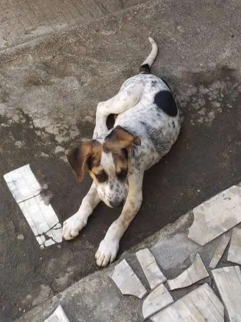 Cachorro ra a Curta  idade 7 a 11 meses nome Hulk