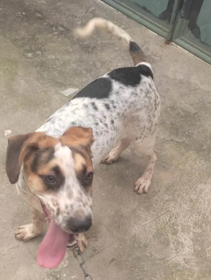 Cachorro ra a Curta  idade 7 a 11 meses nome Hulk