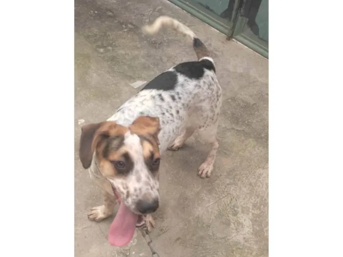 Cachorro ra a Curta  idade 7 a 11 meses nome Hulk