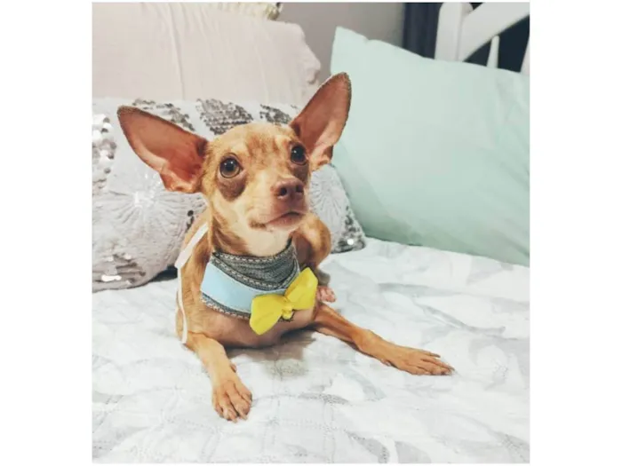 Cachorro ra a Pincher idade 1 ano nome Bolt