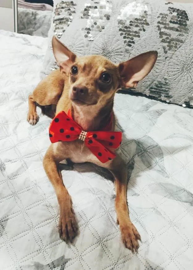 Cachorro ra a Pincher idade 1 ano nome Bolt