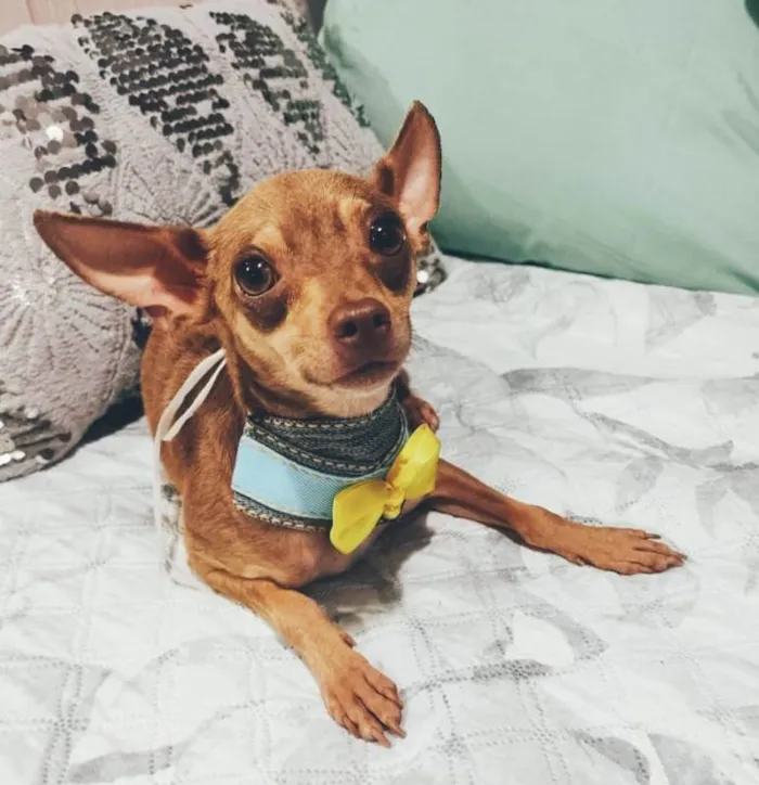 Cachorro ra a Pincher idade 1 ano nome Bolt