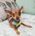 Bolt