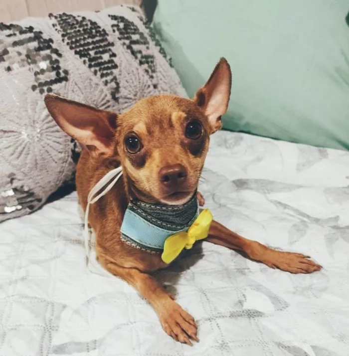 Cachorro ra a Pincher idade 1 ano nome Bolt