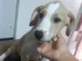 Filhote 3 meses