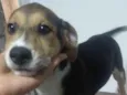 Filhote d fêmea com 3 meses