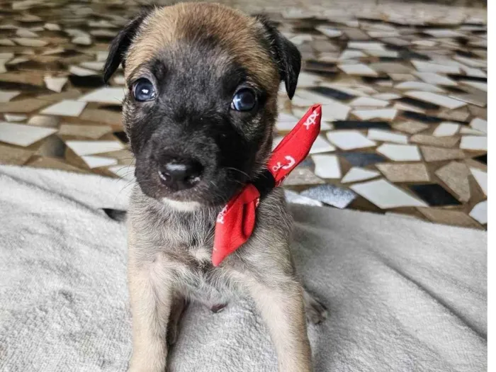 Cachorro ra a SRD idade Abaixo de 2 meses nome Bento