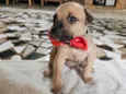 Enzo