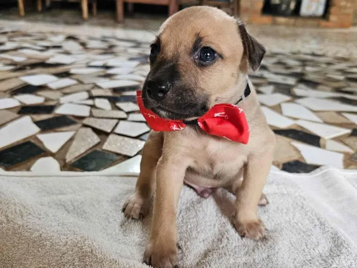 Cachorro ra a SRD-ViraLata idade Abaixo de 2 meses nome Enzo