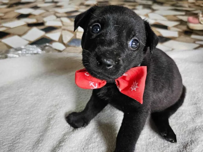 Cachorro ra a SRD-ViraLata idade Abaixo de 2 meses nome Ronald (McDonald)
