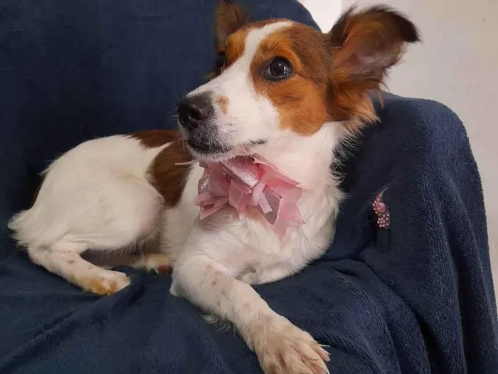 Cachorro ra a SRD-ViraLata idade 1 ano nome Natasha