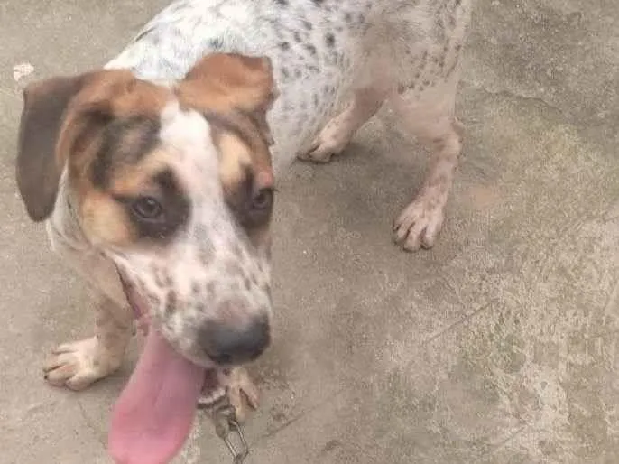 Cachorro ra a Curta  idade 7 a 11 meses nome Hulk