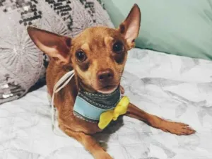 Cachorro raça Pincher idade 1 ano nome Bolt