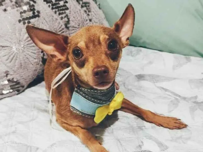 Cachorro ra a Pincher idade 1 ano nome Bolt