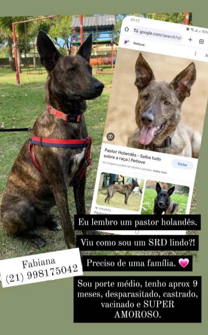 Cachorro ra a Srd - lembra um pastor holandês idade 7 a 11 meses nome Bento