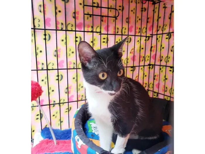Gato ra a SRD-ViraLata idade 7 a 11 meses nome Felícia 