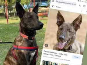 Cachorro raça Srd - lembra um pastor holandês idade 7 a 11 meses nome Bento