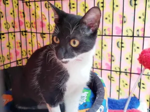 Gato raça SRD-ViraLata idade 7 a 11 meses nome Felícia 