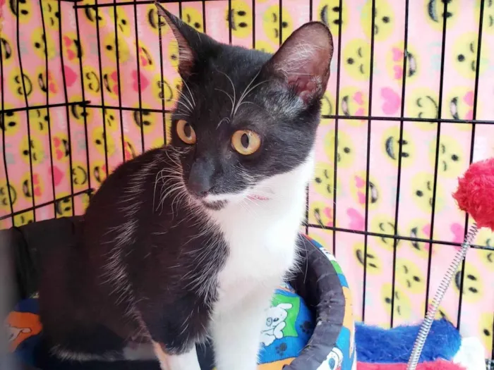 Gato ra a SRD-ViraLata idade 7 a 11 meses nome Felícia 
