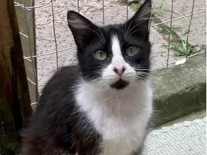 Gato raça Srd idade 1 ano nome Camila 