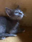Maitê