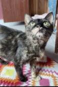 Maitê