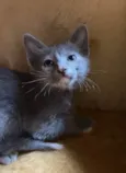 Maitê