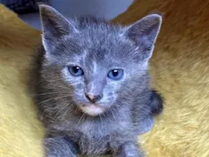 Gato raça Srd idade 7 a 11 meses nome Maitê 