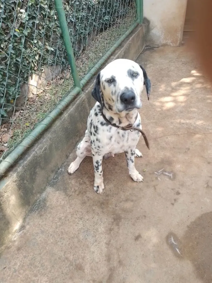 Cachorro ra a Dálmata idade 3 anos nome Totó