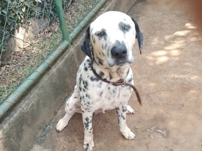 Cachorro ra a Dálmata idade 3 anos nome Totó