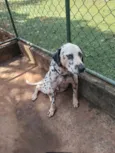 Totó