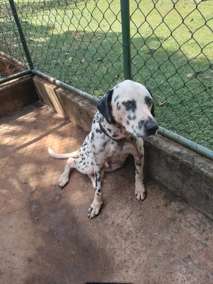 Cachorro ra a Dálmata idade 3 anos nome Totó