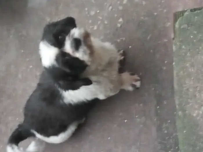 Cachorro ra a Shitzu  idade 5 anos nome Corinthiano 