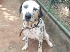 Cachorro raça Dálmata idade 3 anos nome Totó