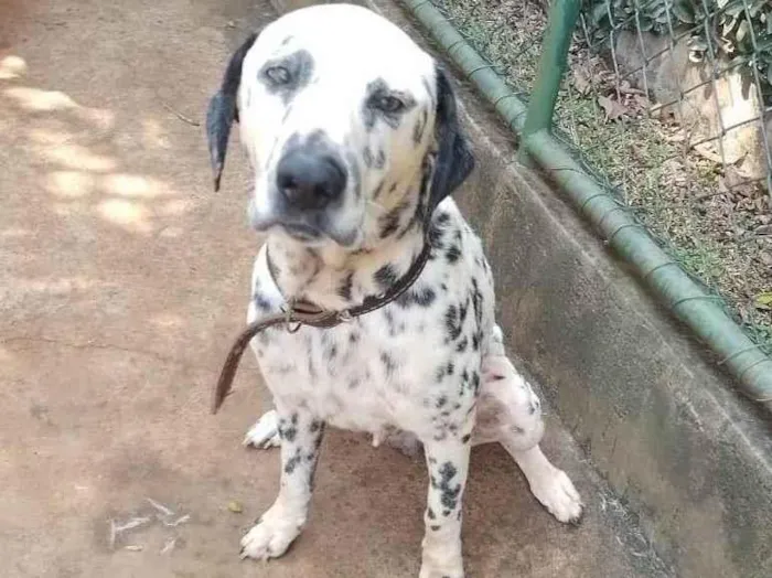 Cachorro ra a Dálmata idade 3 anos nome Totó